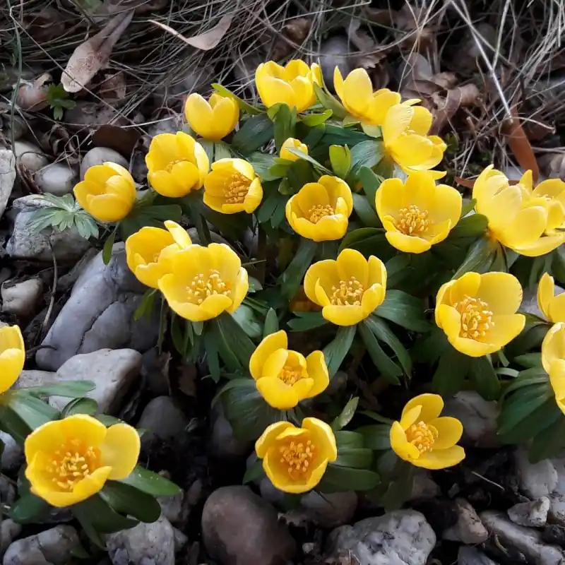 Eranthis hyemalis ‘Orange Glow‘ | Verlaagde prijs