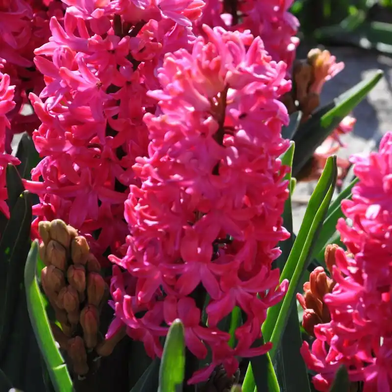 Hyacinthus orientalis ‘Jan Bos‘ - Zolang de voorraad strekt