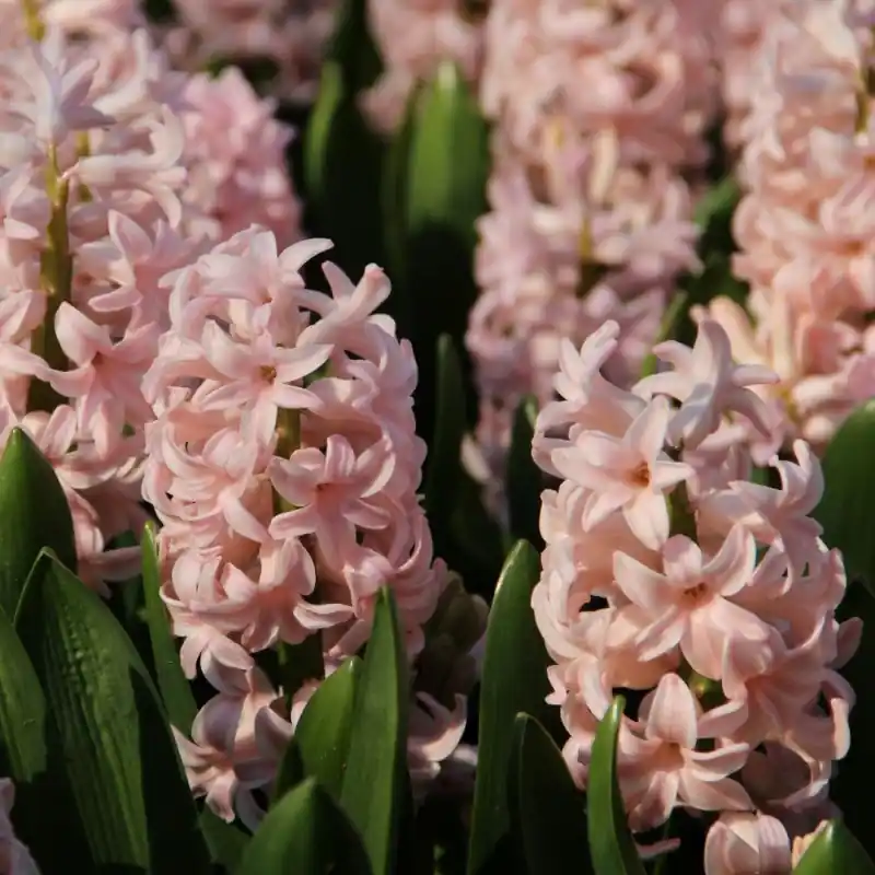Nieuw gelanceerd | Hyacinthus orientalis ‘Pink Elephant‘