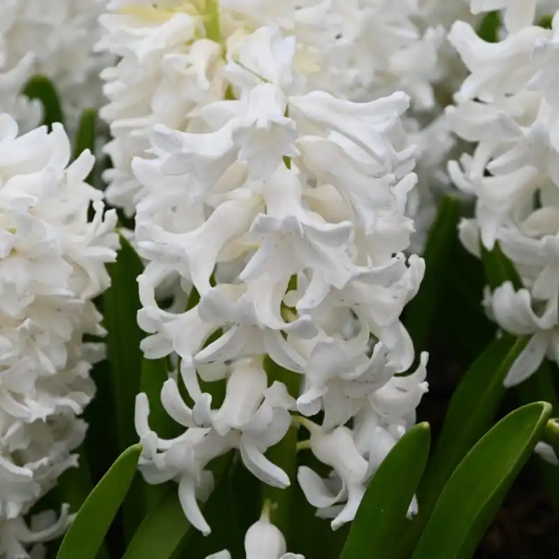Hyacinthus orientalis ‘Aiolos‘ - Aanbieding