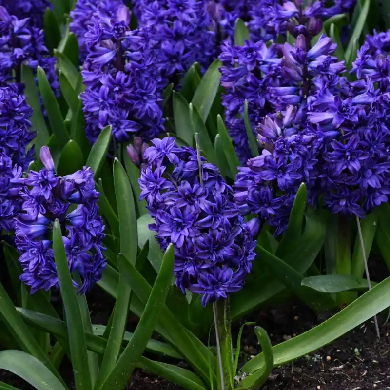 Hyacinthus orientalis ‘Royal Navy‘ - Expreslevering