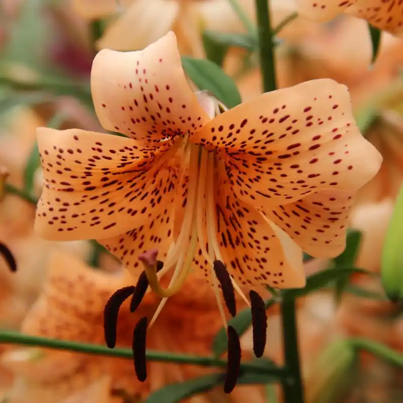 Op voorraad - Lilium ‘Tiger Babies‘