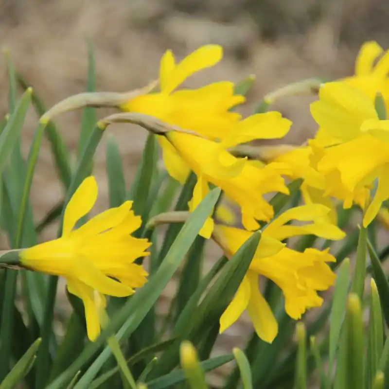 Narcissus ‘Little Gem‘ | Nieuw in de shop