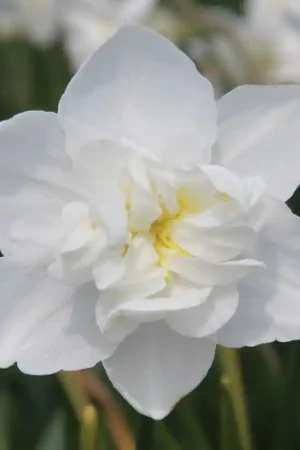 Zeer goed beoordeeld | Narcissus ‘Snowball‘