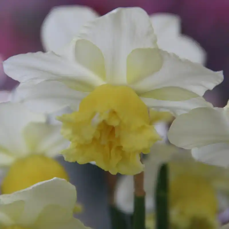 Narcissus ‘Toyama‘ | Veilig winkelen