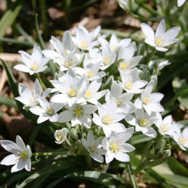 Ornithogalum platyphyllum - Aanbieding