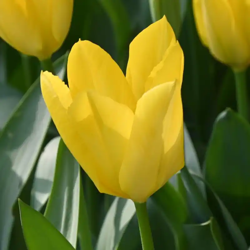 Tulipa ‘Yellow Purissima‘ | Superprijs
