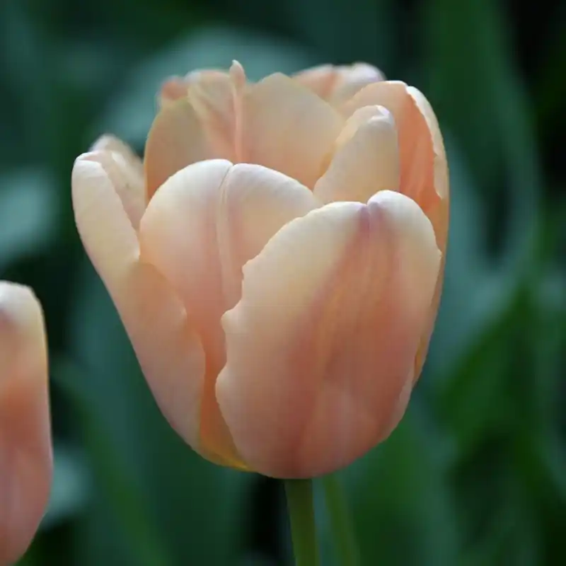 Tulipa ‘Apricot Fox‘ | Nu beschikbaar