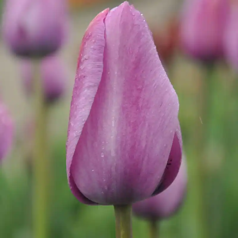 Tulipa ‘George Grappe‘ - Direct beschikbaar