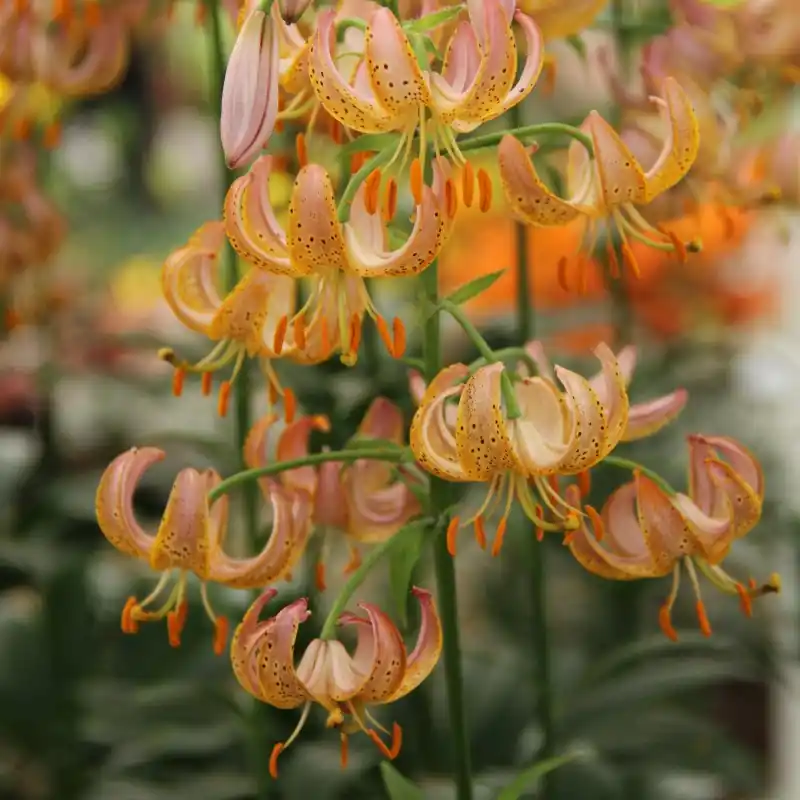 Lilium martagon ‘Fairy Morning‘ - Beste prijs