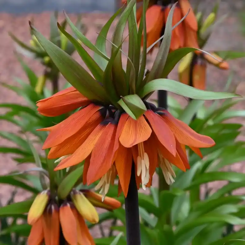 Fritillaria ‘Sunset‘ - Bespaar nu
