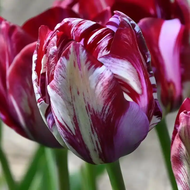 Tulipa ‘Lady Catherine Gordon‘ - Topkwaliteit