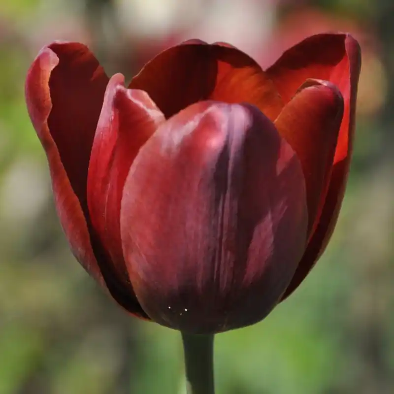 Bestel nu - Tulipa ‘Jules Favres‘