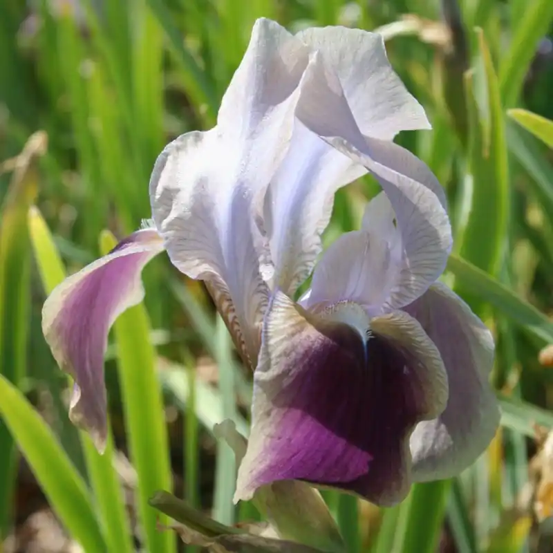 Net gelanceerd | Iris hoogiana ‘Antiope‘