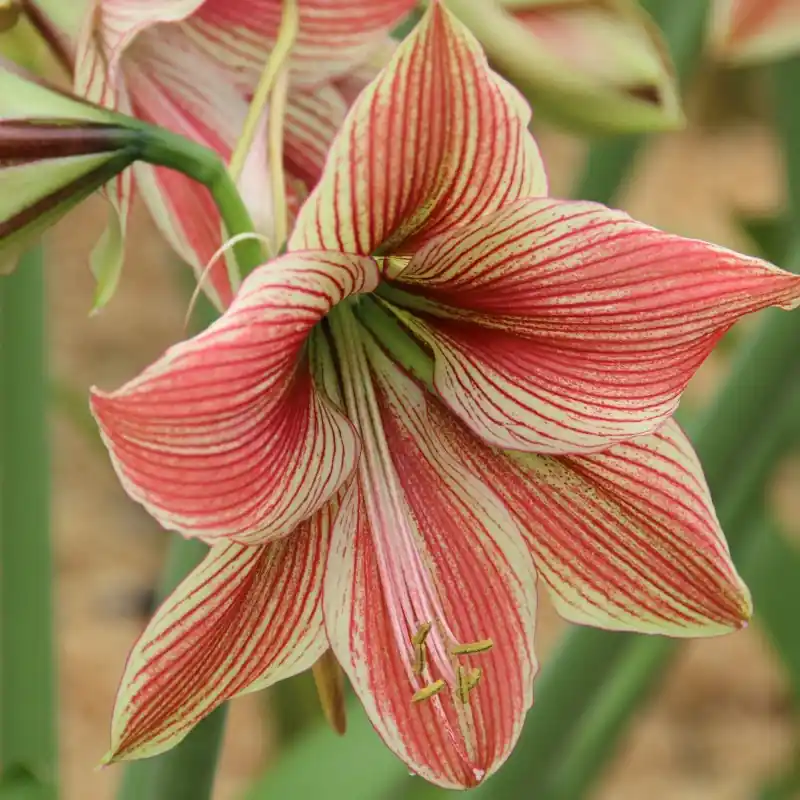 Rechtstreeks uit de fabriek | Hippeastrum ‘Exotic Star‘