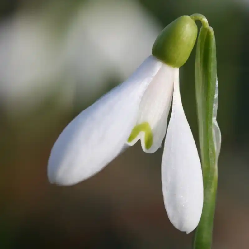 Galanthus rizehensis | Nieuw product