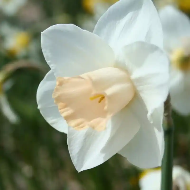 Narcissus ‘Close Encounter‘ - Scherp geprijsd