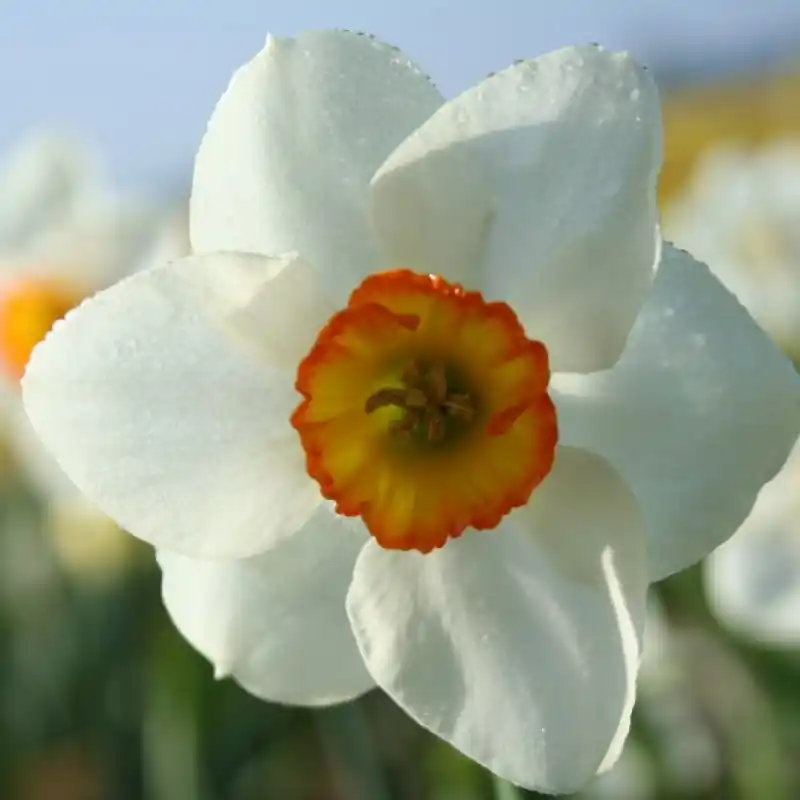 Veel gekozen - Narcissus ‘Dunskey‘