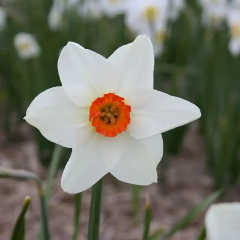 Rechtstreeks uit de fabriek - Narcissus ‘Enniskillen‘