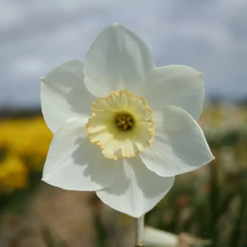Narcissus ‘First Formal‘ - Veilige betaling