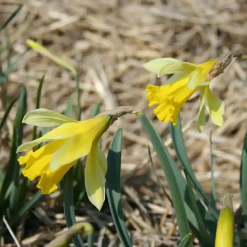 Nog maar een paar beschikbaar - Narcissus gayi