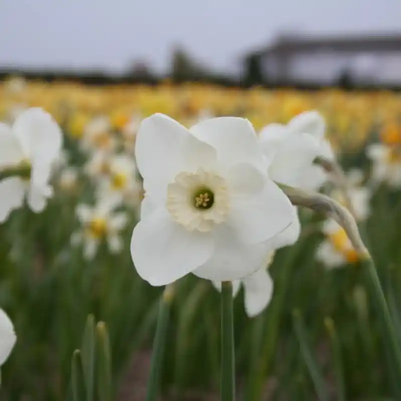 Aanrader | Narcissus ‘Glen Cassley‘