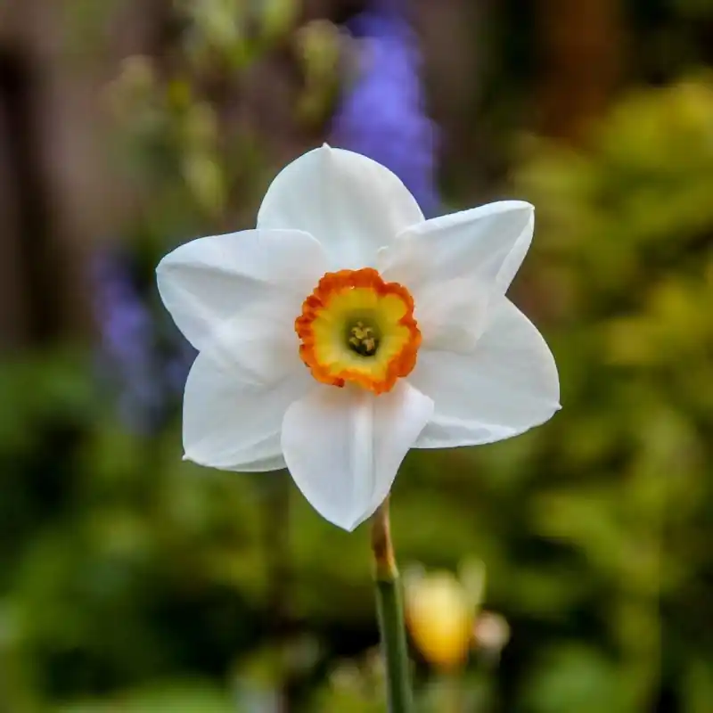 Prijs verlaagd | Narcissus ‘Heslington‘