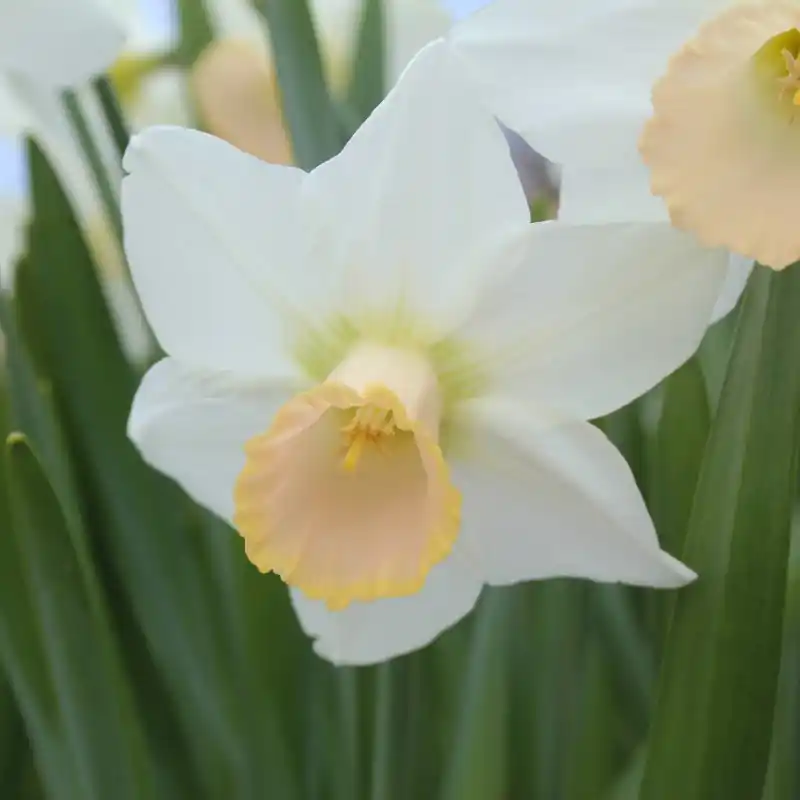 Narcissus ‘Lavender Lass‘ | Klantfavoriet
