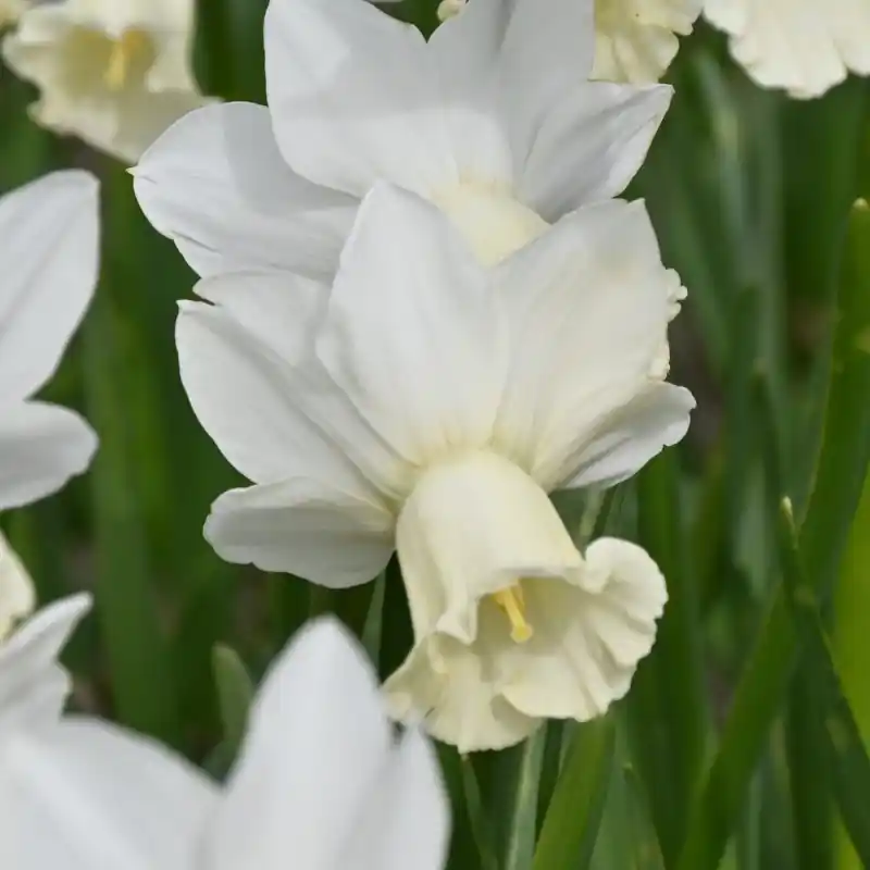 Narcissus ‘Ouzel‘ | Online bestellen