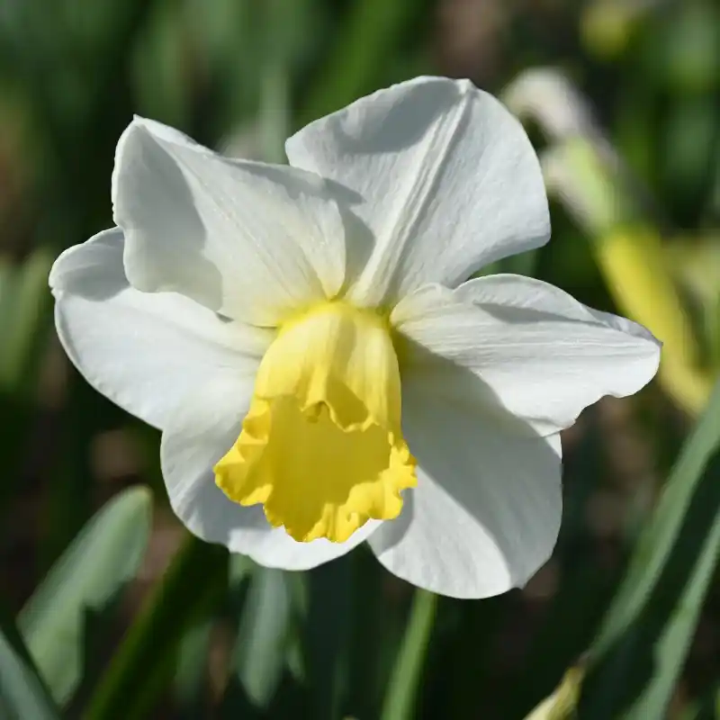 Prijsverlaging | Narcissus ‘Parterre‘