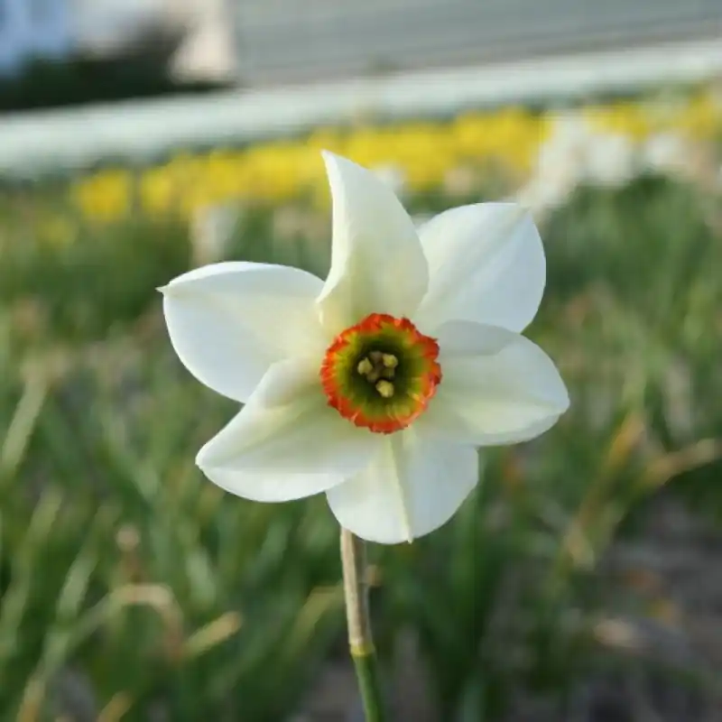 Narcissus ‘Poet‘s Way‘ - Topkwaliteit