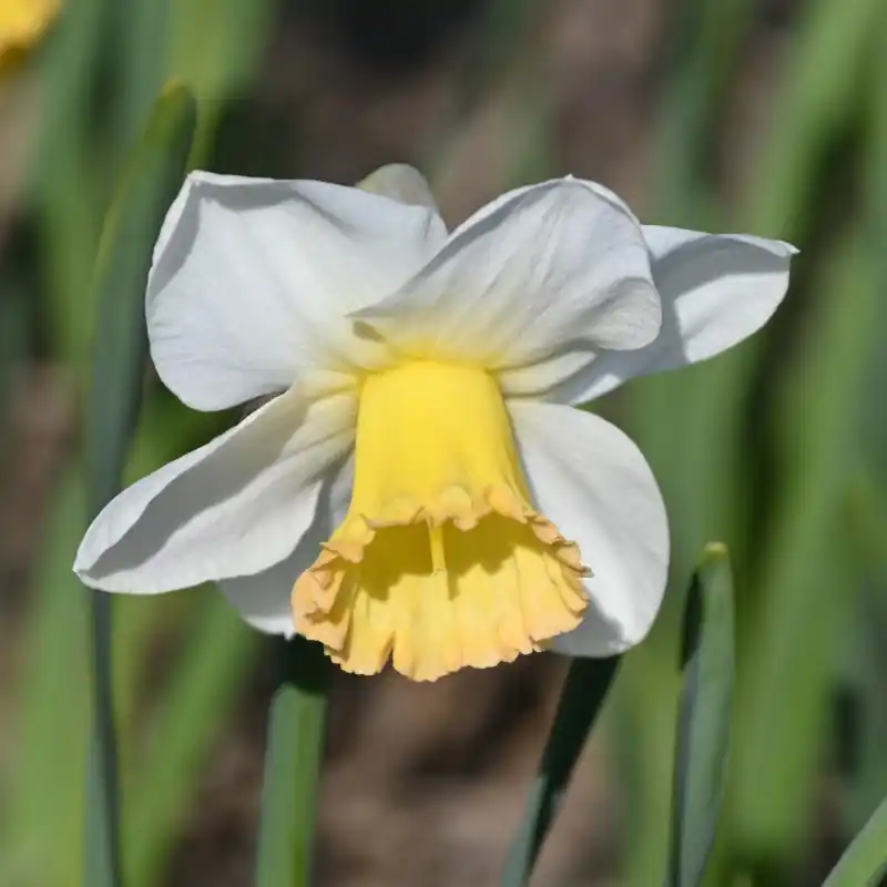 Narcissus ‘Polar Sunset‘ | Voorraad bijna op