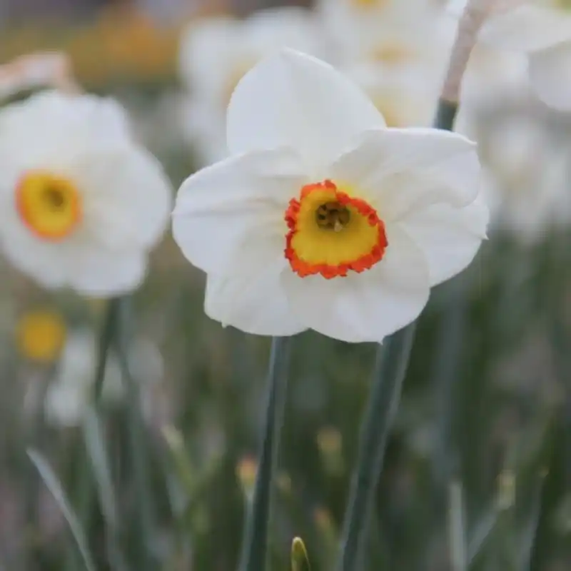 Professionele kwaliteit - Narcissus ‘Ravenhill‘