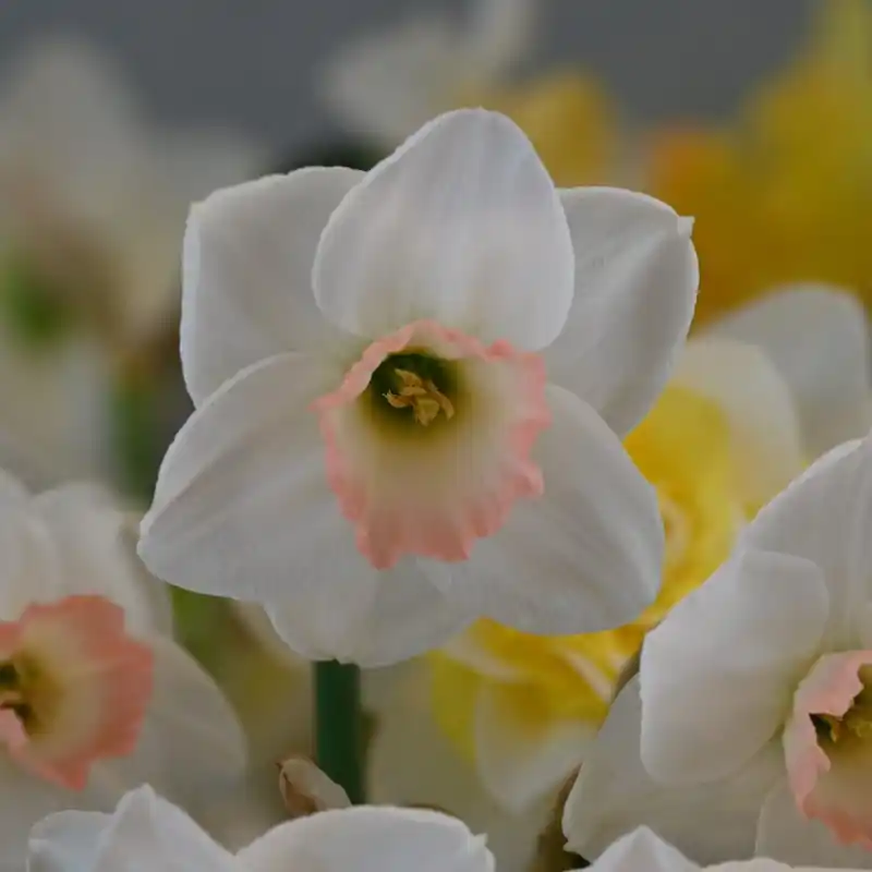 Narcissus ‘Rimski‘ | Nog maar enkele beschikbaar