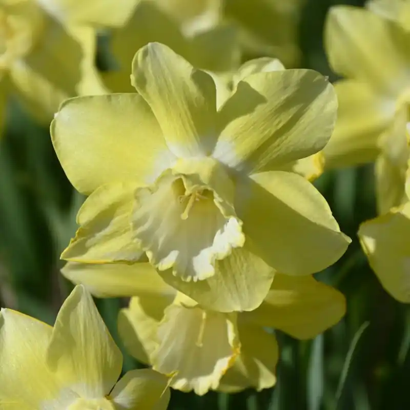 Narcissus ‘Rushlight‘ - Alleen vandaag
