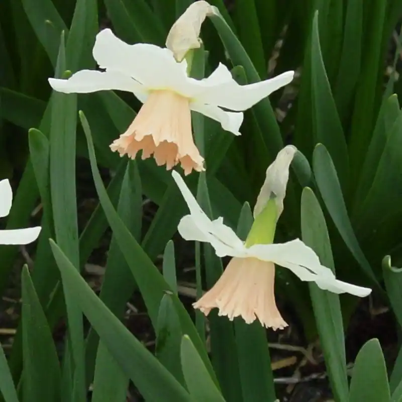 Narcissus ‘Snoopie‘ - Sale