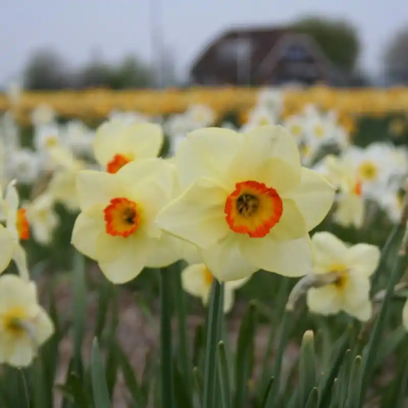 Topprijs | Narcissus ‘Sunapee‘