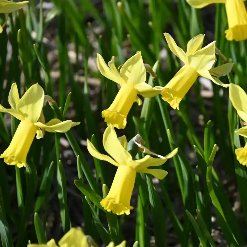 Premium - Narcissus ‘Suzie Dee‘