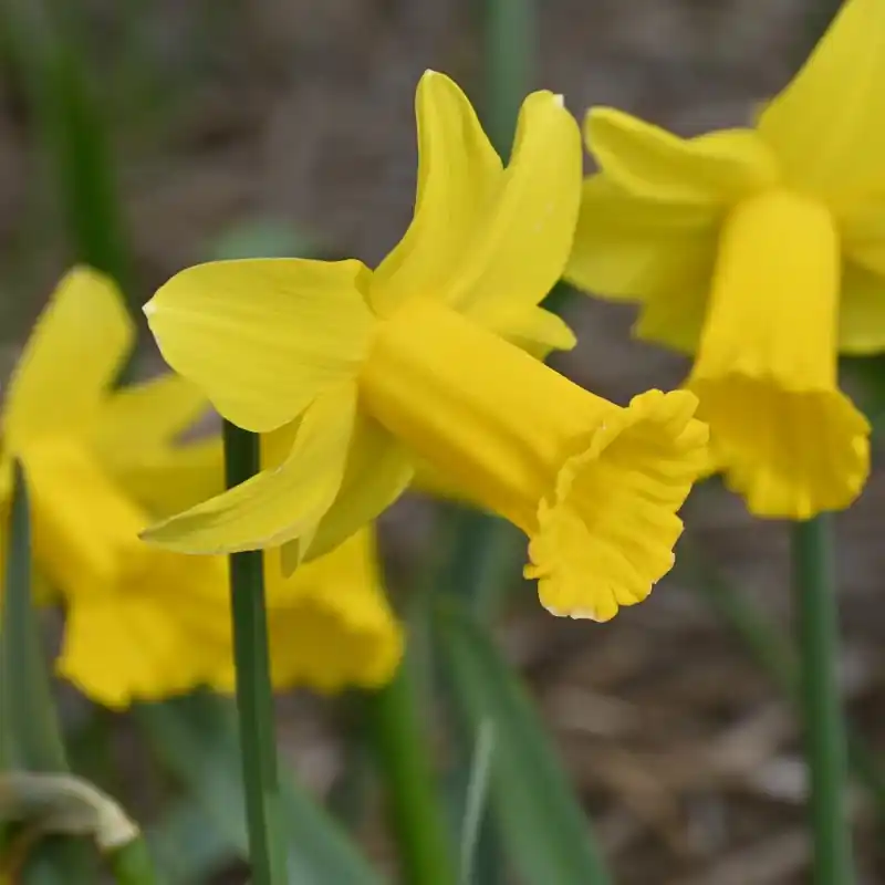 Narcissus ‘Trewirgie‘ - Zojuist toegevoegd