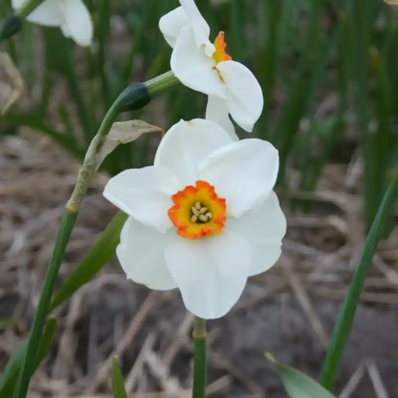 Narcissus ‘Trillick‘ | Topproduct
