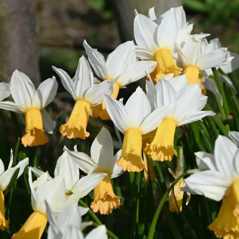 Narcissus ‘Winter Waltz‘ | Koopje