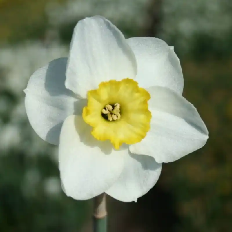 Online bestelbaar | Narcissus ‘Woodland Prince‘