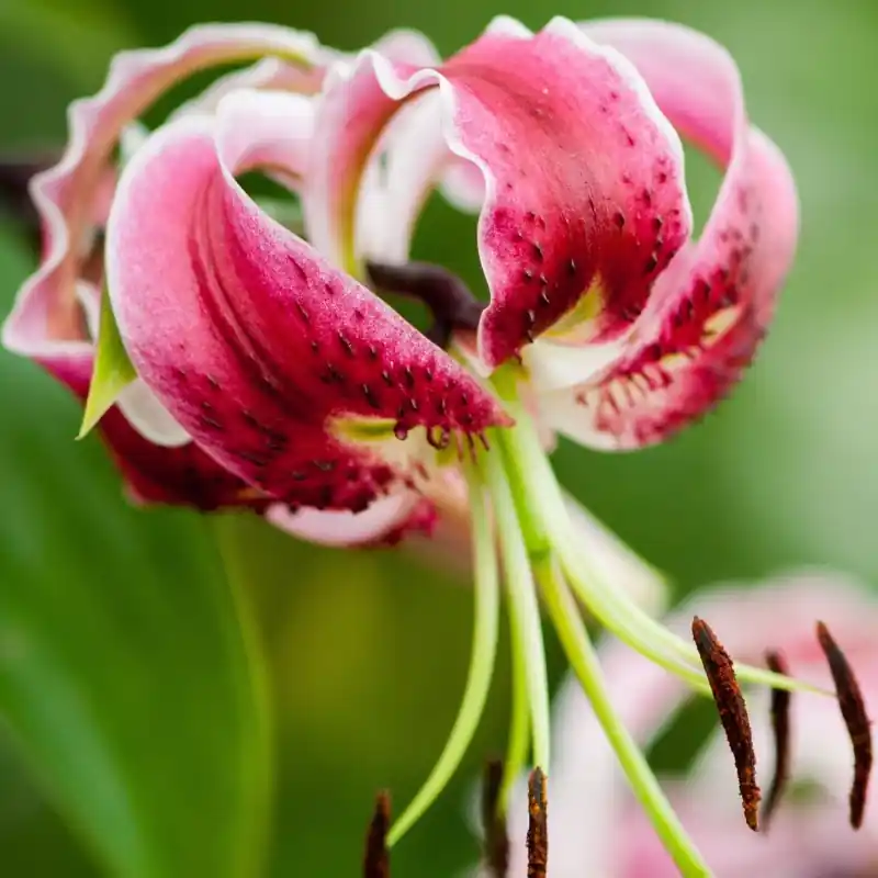 Lilium ‘Black Beauty‘ | Veilige betaling
