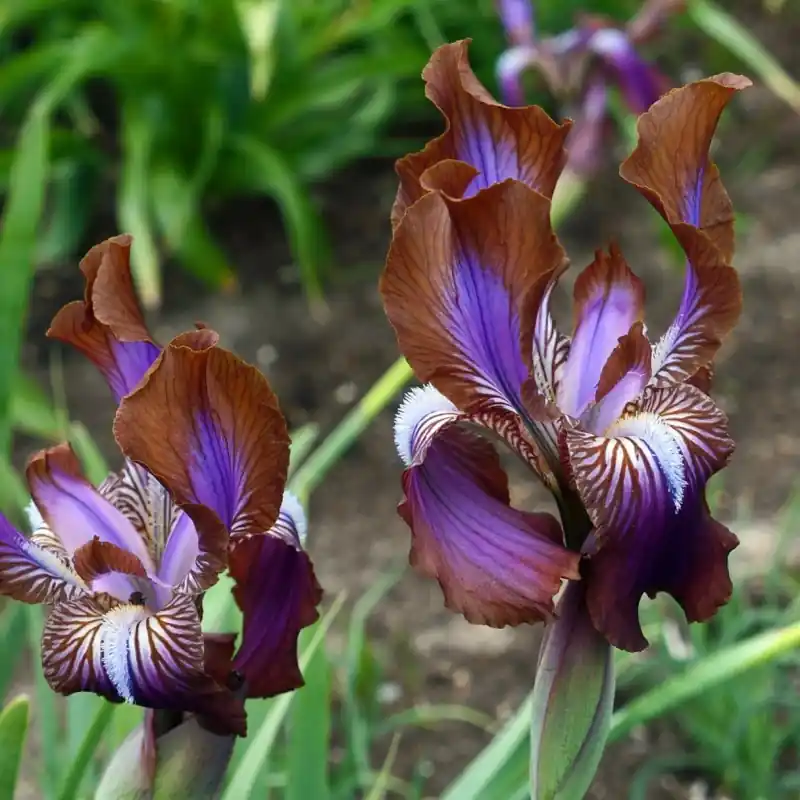 Iris stolonifera ‘Sina Dark‘ - Klaar voor verzending