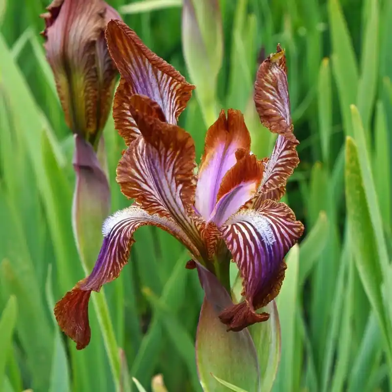 Iris stolonifera ‘Network‘ | Makkelijk bestellen
