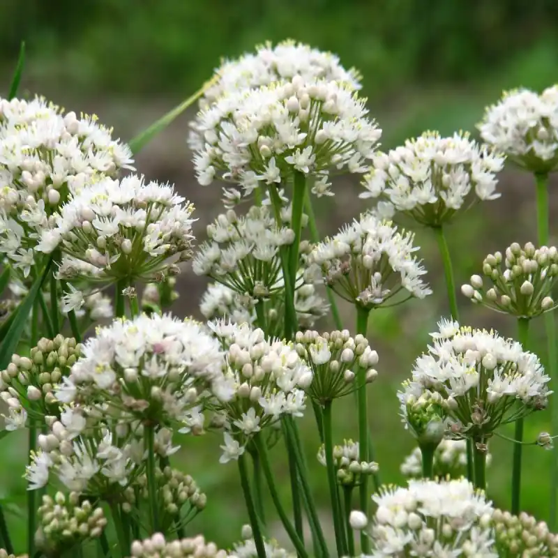 Allium albidum | Lage prijs