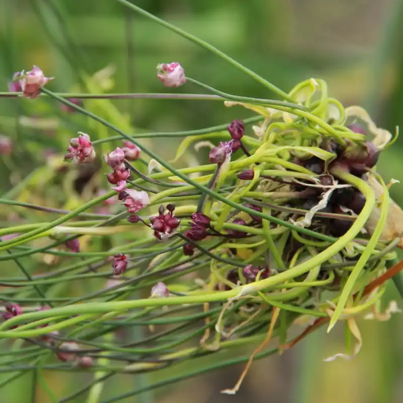 Hoge kwaliteit - Allium scorodoprasum ‘Art‘