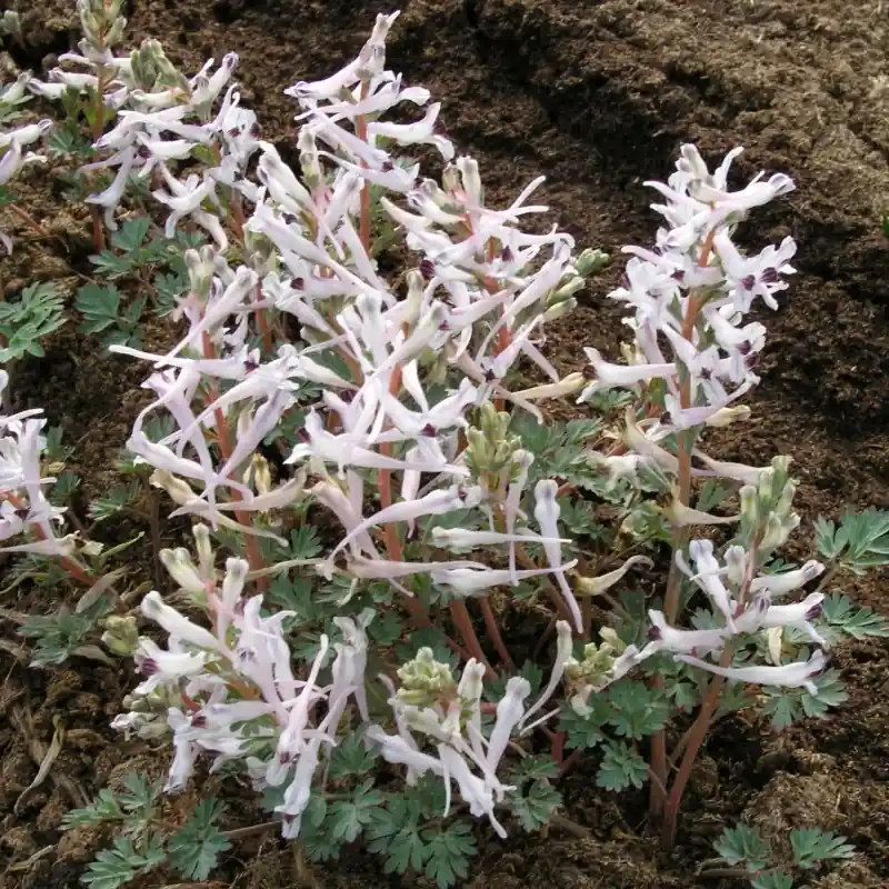 Profiteer nu | Corydalis henrikii