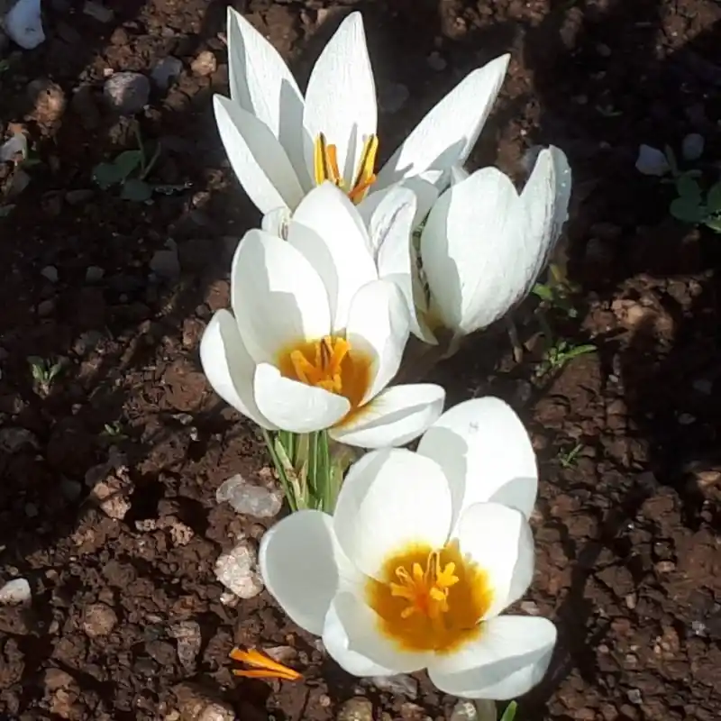 Crocus melantherus | Gratis retourneren