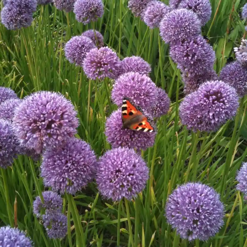 Actieprijs - Allium ‘Summer Beauty‘